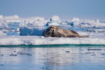 Rob (Seal) Spitsbergen by Merijn Loch