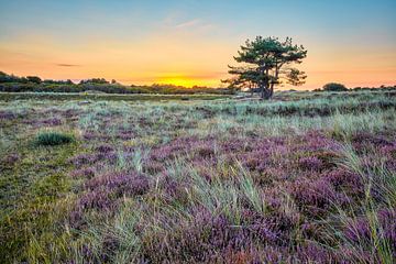 Heidevelden kleuren paars in het duinlandschap van eric van der eijk