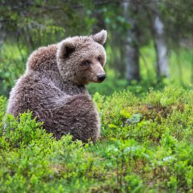 Blickkontakt mit einem Braunbär von Daniela Beyer