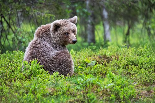 Blickkontakt mit einem Braunbär