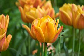 Tulips in a meadow with beautiful bokeh. by Martin Köbsch