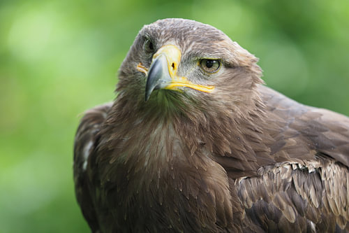 Arend