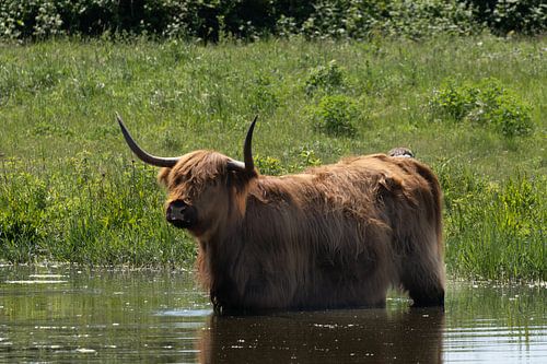 Schotse Hooglanders