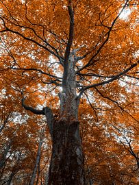 autumnal tree by Roy Kreeftenberg