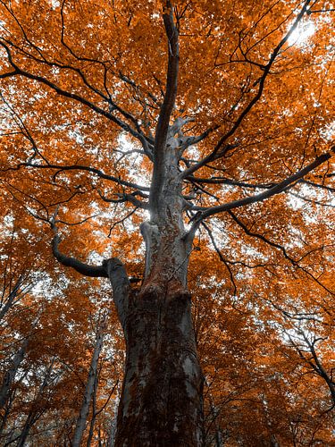 autumnal tree