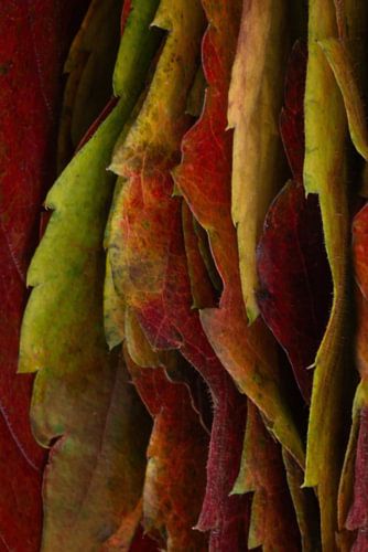 Herfst