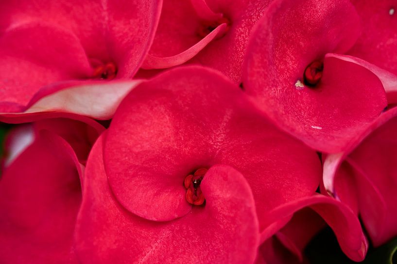 Bewitching details of a brilliant red flower by Frank Photos