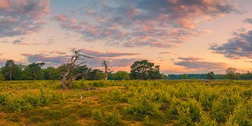 Panorama van een zonsopkomst in het Nationale Park Drentsche Aa