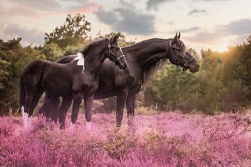 Rencontre avec un papillon sur la lande pourpre sur Pixel Rebel