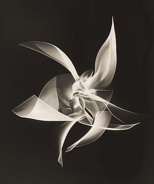 Abstract photogram in the style of vintage photos's by Man Ray by Roger VDB