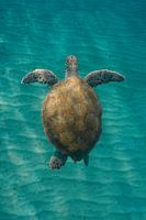 Sea turtle taken from above in the sea near Curacao.