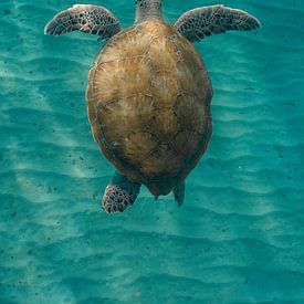 Tortue de mer prise de haut dans la mer près de Curaçao. sur Erik de Rijk