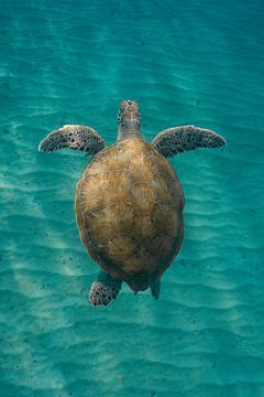 Meeresschildkröte aus der Vogelperspektive im Meer bei Curacao. von Erik de Rijk