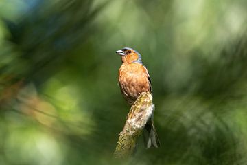 Bird - Finch on branch by Gianni Argese