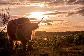 Schotse Hooglander von Melanie Bruin