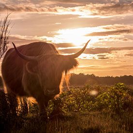 Schotse Hooglander by Melanie Bruin