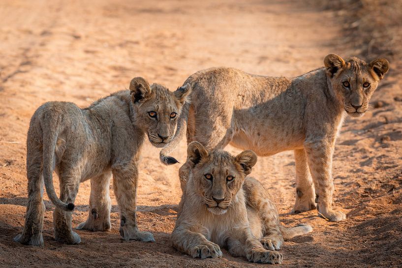 Three kings (Lion cubs) by Thomas Bartelds