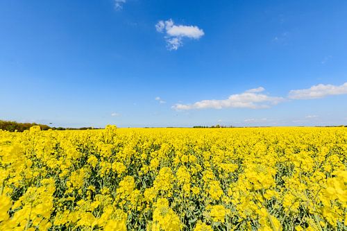 Koolzaadveld bij Glutzow, Poseritz