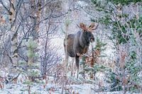Eland tussen de besneeuwde bomen