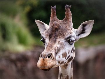 Giraffe by Rob Boon