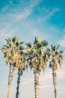 Tropical Palm Trees
