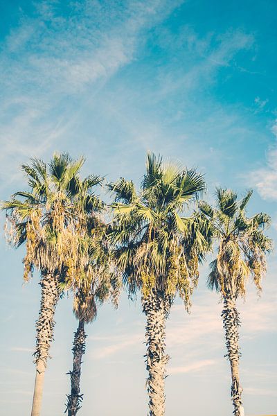 Tropical Palm Trees by Patrycja Polechonska