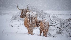 Schottischer Highlander mit Kalb im Schnee