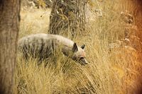 Roofdier Hyena