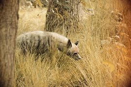 Roofdier Hyena von Thamara Janssen