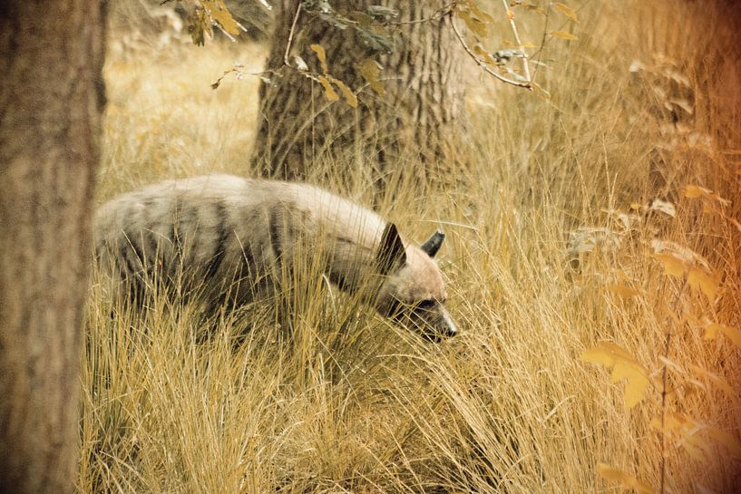 Roofdier Hyena van Thamara Janssen