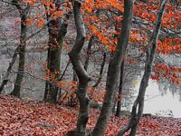 Herfstkleuren III