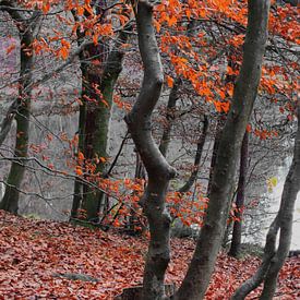 Autumn Colours III by Ilona Picha-Höberth