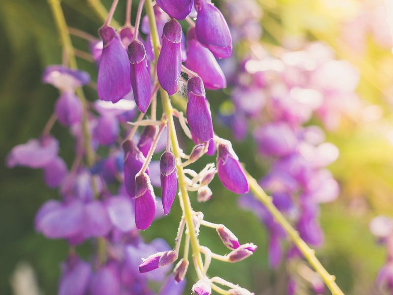 Pink Purple Flowers in the sunlight by Art By Dominic