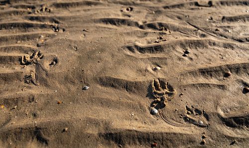 Hondenpoot in het zand