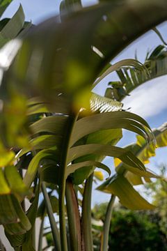 Zomerse bananenboom van Iris Sijbom