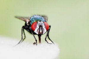Just a Fly
