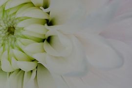 Macro