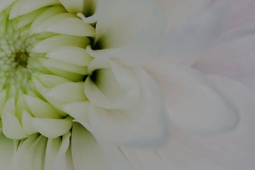 Macro