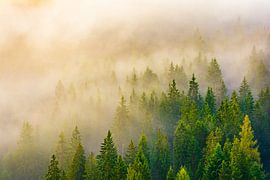 Nebelwald in Tirol von Martin Wasilewski