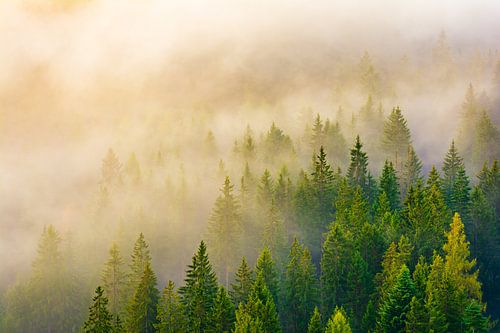 Nebelwald in Tirol von Martin Wasilewski