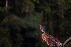 Grüner Reiher in Tortuguero - Stille am Wasser von Rick Massar