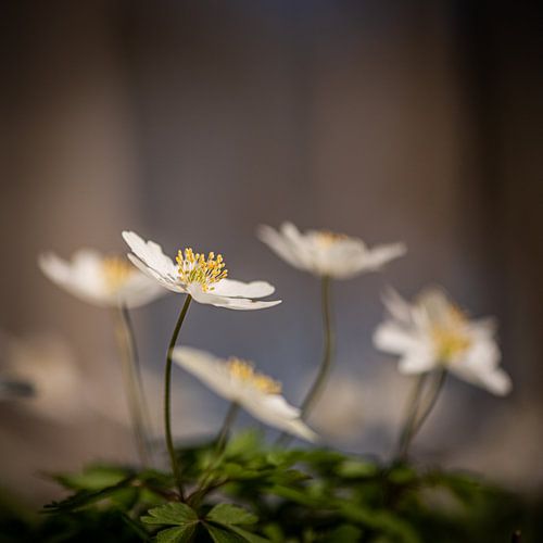 Wood anemones in the sun