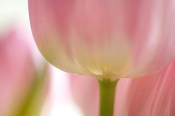 Tulpe in Makro von Schwarzkopf-Photoart