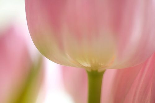 Tulipe en macro