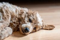 Geluk is een hond