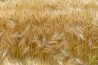 Field with wheat