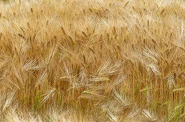 Feld mit Weizen von Ronald Mallant