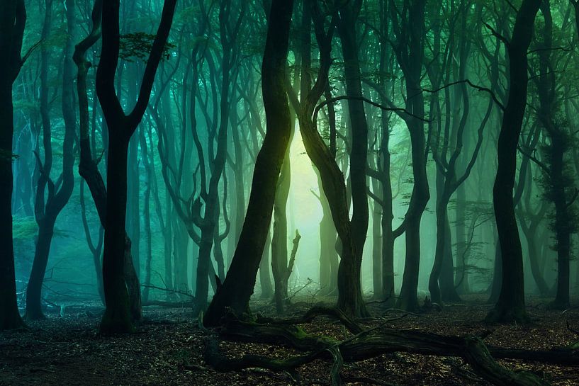 Emerald Forest. van Inge Bovens