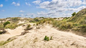 Dune with drifting dunes in the Amsterdam water supply dunes