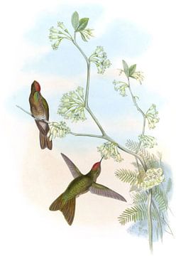 Rood-bedekte doorn-boul, John Gould van Hummingbirds